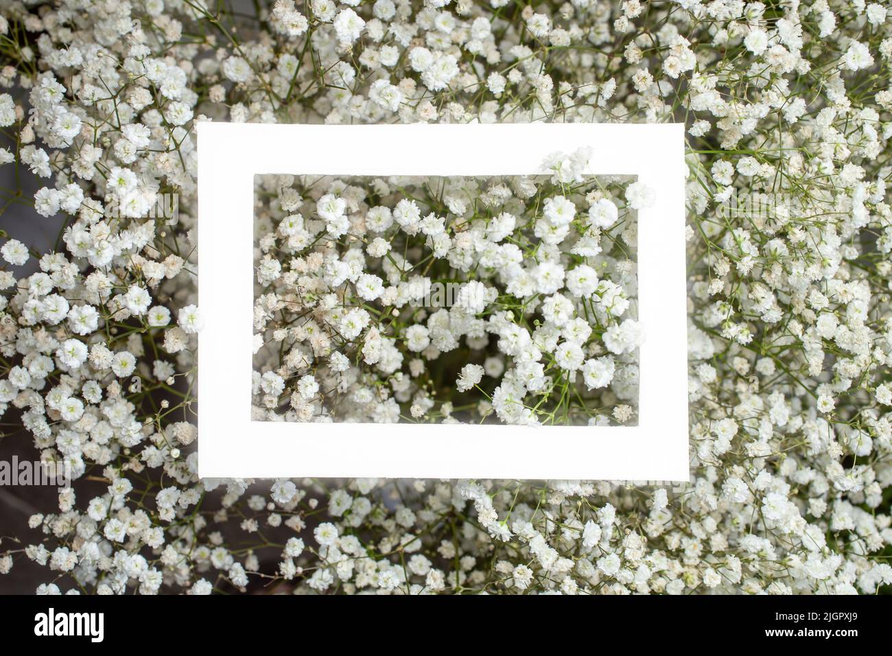 Gypsophyla paniculata kleine Blüten mit einem weiß leuchtenden Rahmen in der Mitte. Stockfoto