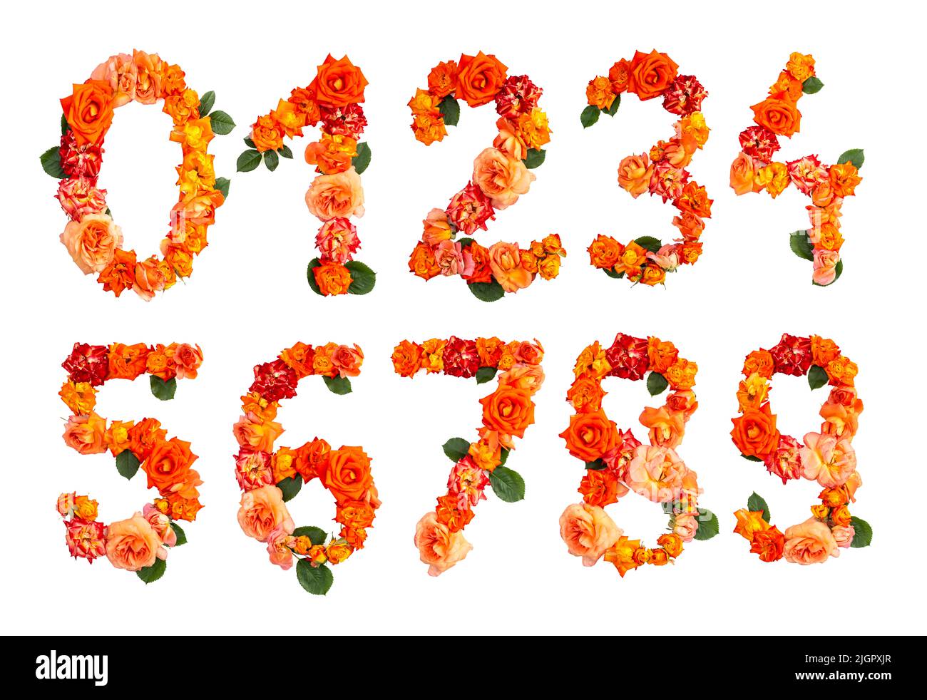 Zahlen geschrieben mit echten orangen Rosen, Hochzeit Einladung Schriftart Stockfoto
