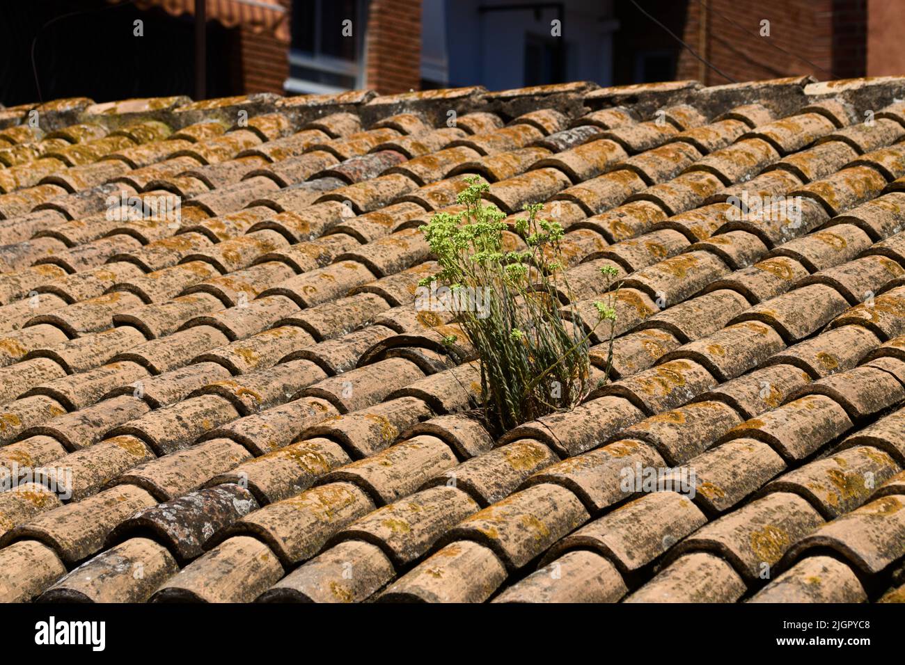 Bild eines traditionellen Ziegeldachs, in dem sich eine Pflanze vom Typ Sedum sediforme (Hirtenraim) befindet Stockfoto