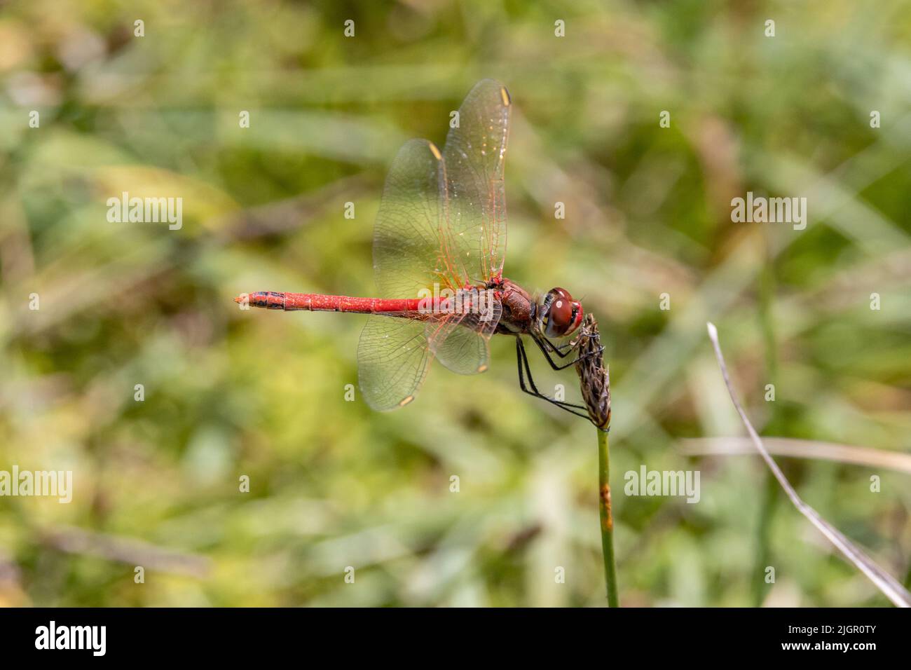 Rotklässler - Sympetrum fonscolombii - Männchen in Ruhe - Kent, Großbritannien Stockfoto