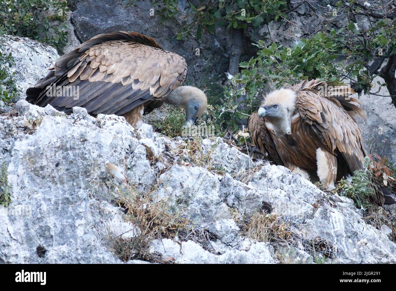 Zwei Gänsegeier, die auf den Felsen der insel cres sabbern Stockfoto