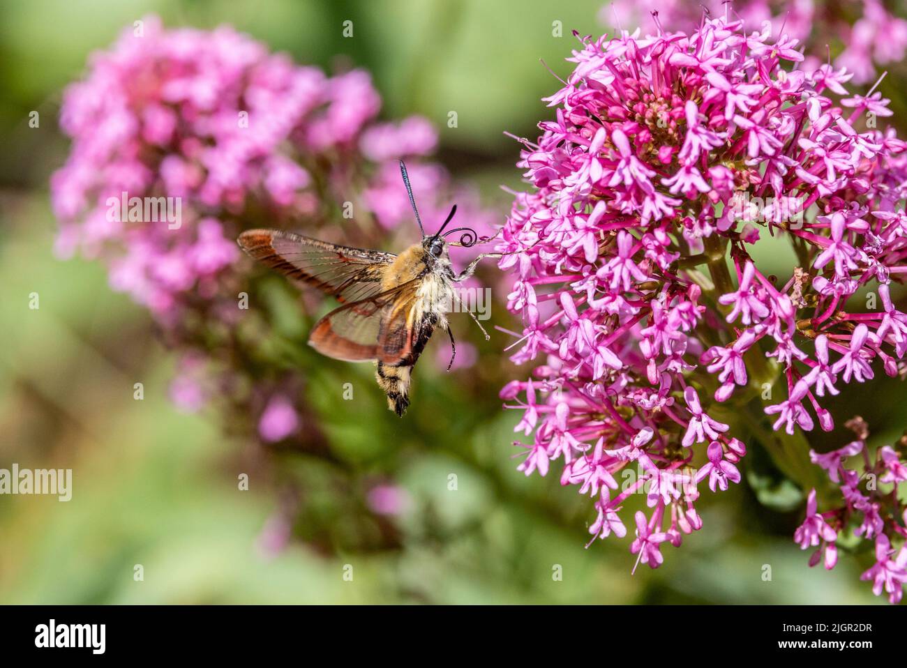 Breit umrandete Bienenhackmotten (Hemaris fuciformis), die sich von roten Valerien (Centranthus ruber) Blüten ernähren Stockfoto