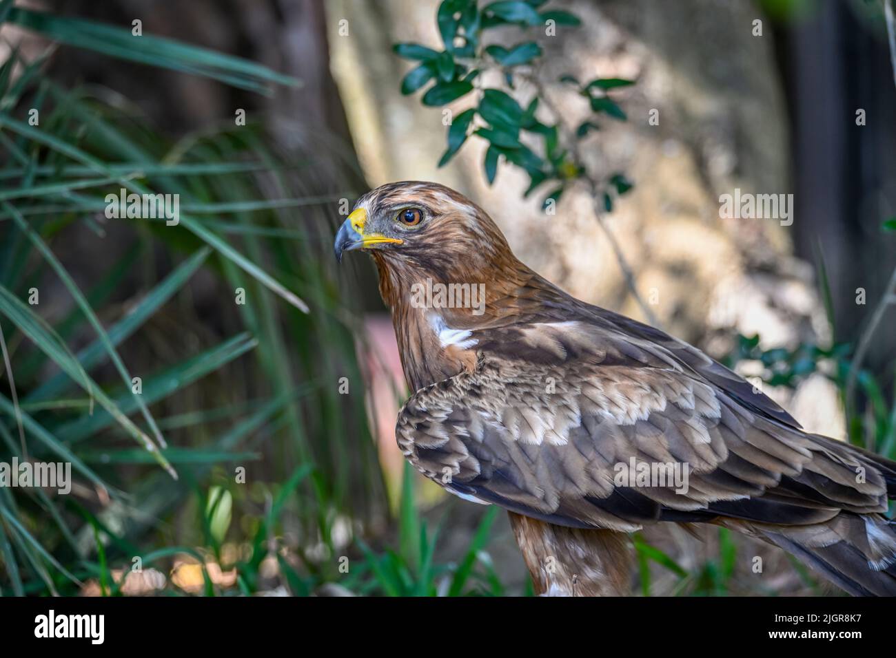 Hieraaetus pennatus - der Zwergadler ist einer der accipitriformen Vögel der Accipitridae-Familie. Stockfoto
