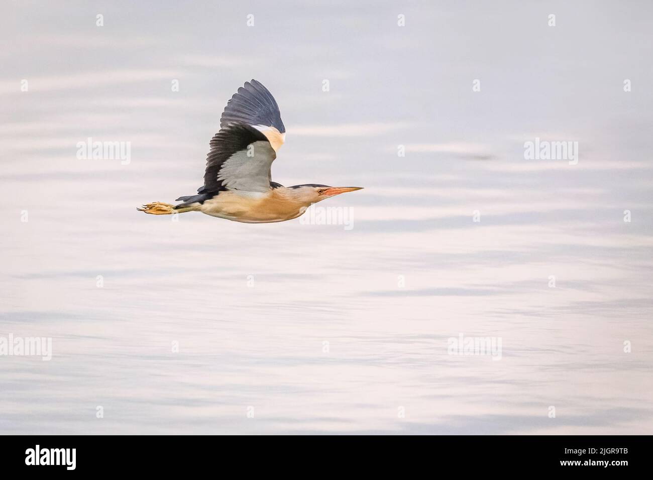 Ein Männchen eines kleinen Reiher, der kleinen Bitterseeschwalbe, fliegt vorbei. Im Hintergrund verschwommenes blaues Wasser. Ein Abend an einem See. Stockfoto