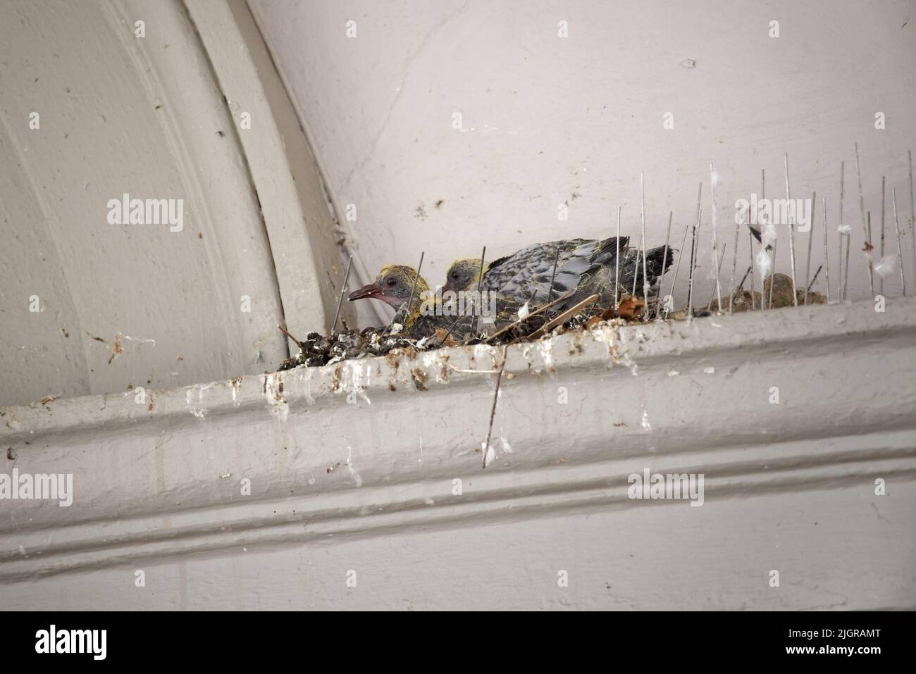 Zwei wilde Taubenküken in einem chaotischen Nest mit Kot und Straßenmüll. Das Nest wurde gebaut, obwohl auf einem Felsvorsprung des Gebäudes Anti-Vogelspieß-Streifen montiert waren. Stockfoto