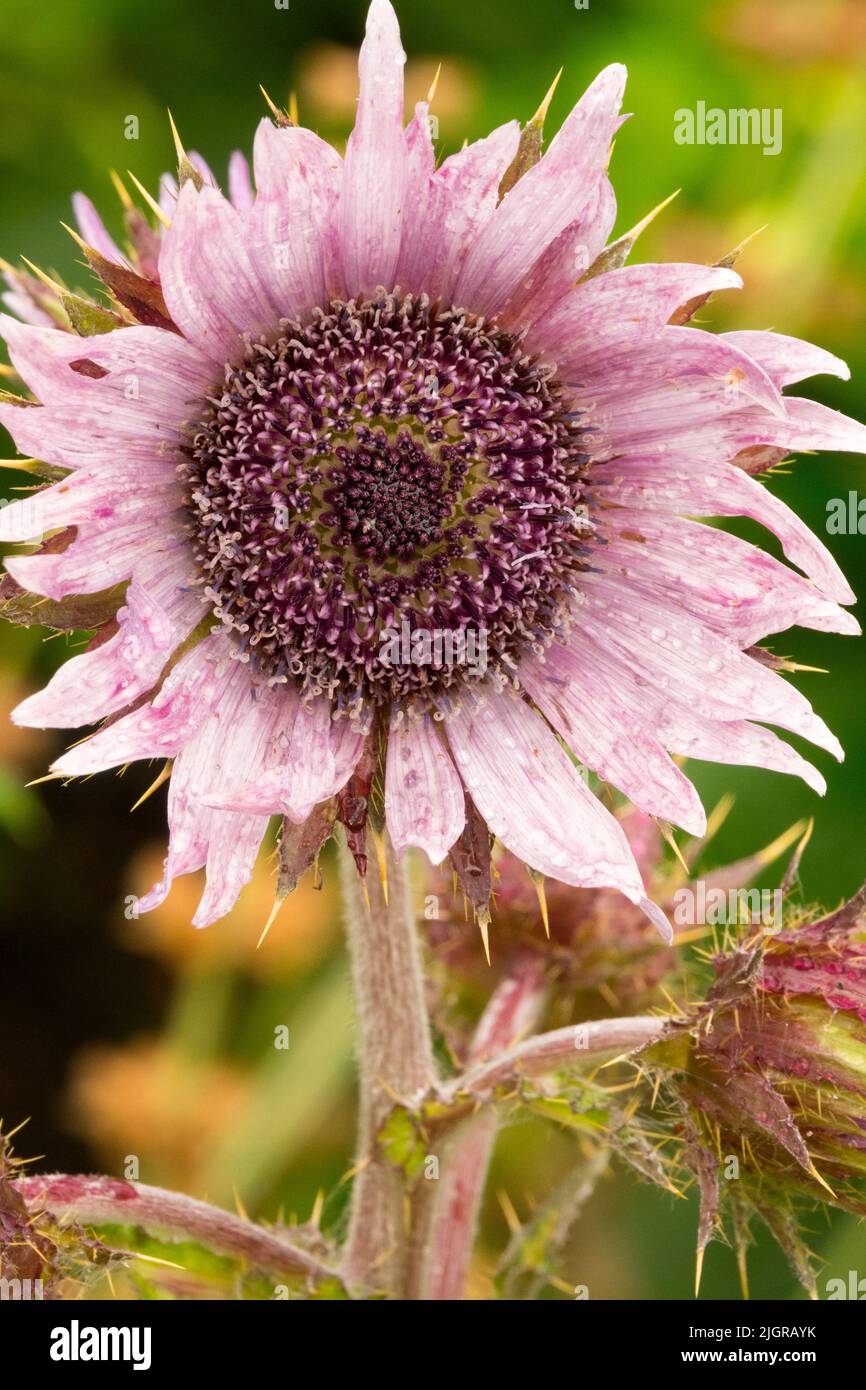 Bercheya purpurea, Blume, Porträt, Lila Distel Stockfoto