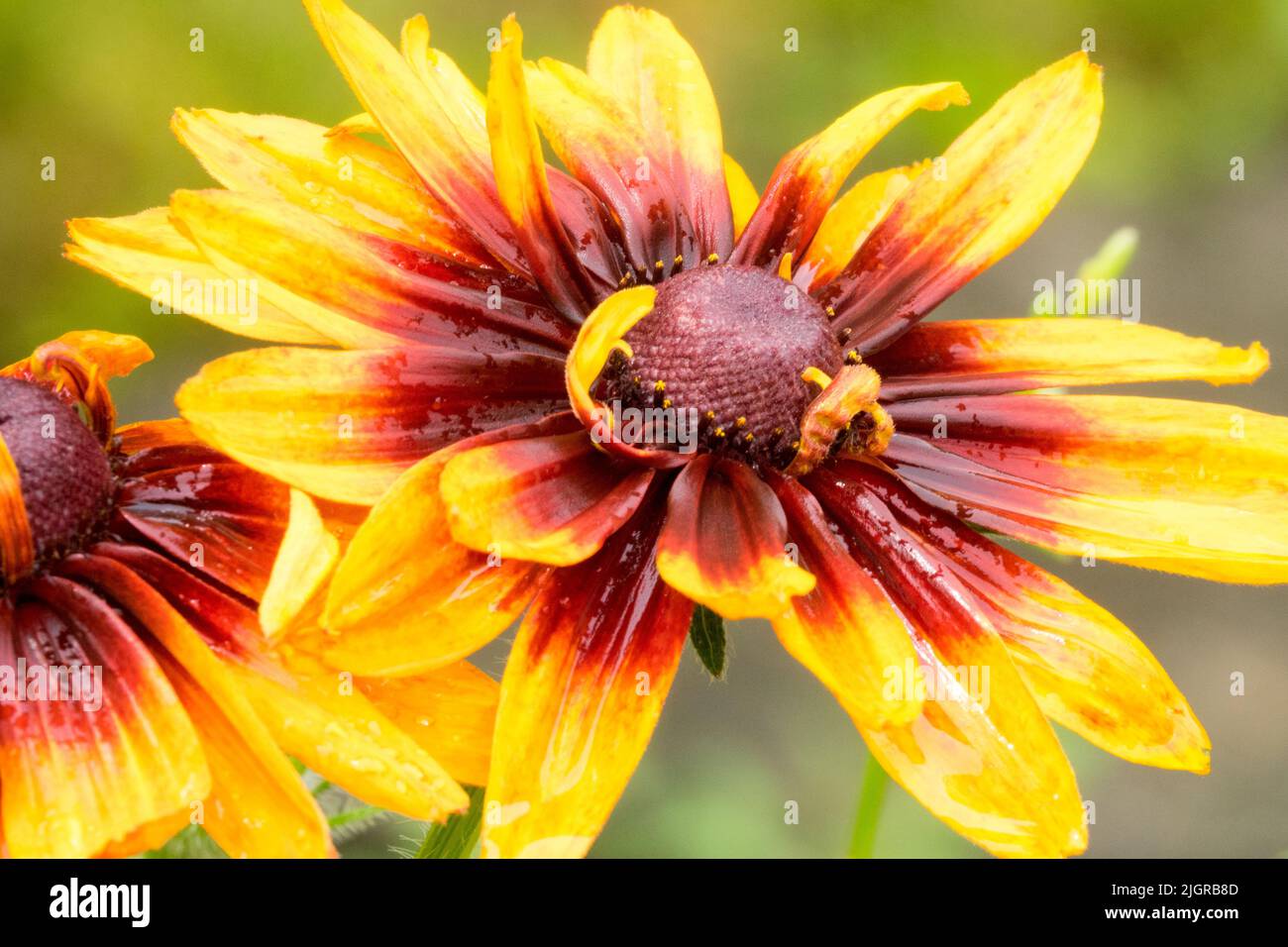 Susan mit schwarzen Augen, Rudbeckia hirta „Autumn Colors“ Flower Stockfoto
