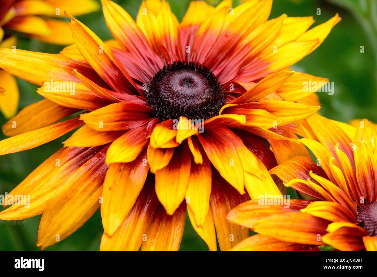 Gloriosa Daisy Flower Rudbeckia 'Autumn Colors', Flower Head, Rudbeckias Head, Rudbeckia hirta, Black-Eyed Susan Stockfoto