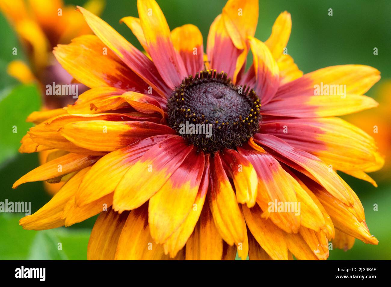 Rudbeckia hirta Blumenkopf, Rudbeckia hirta „Herbstfarben“ Stockfoto