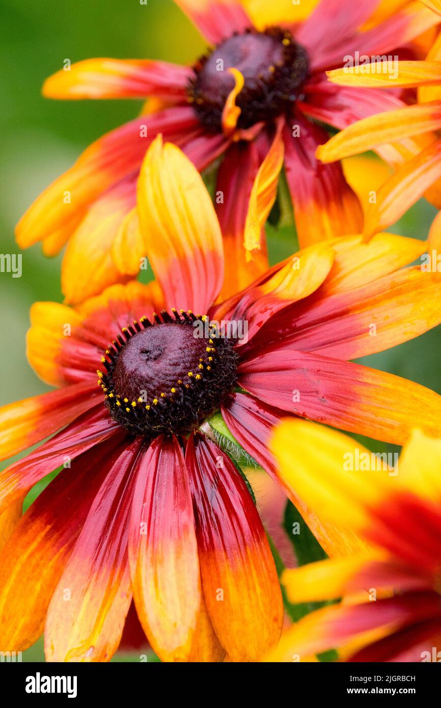 Farbenfroh, Gloriosa Gänseblümchen, Rudbeckia „Herbstfarben“ Hirta, Rudbeckias Blumenköpfe Stockfoto