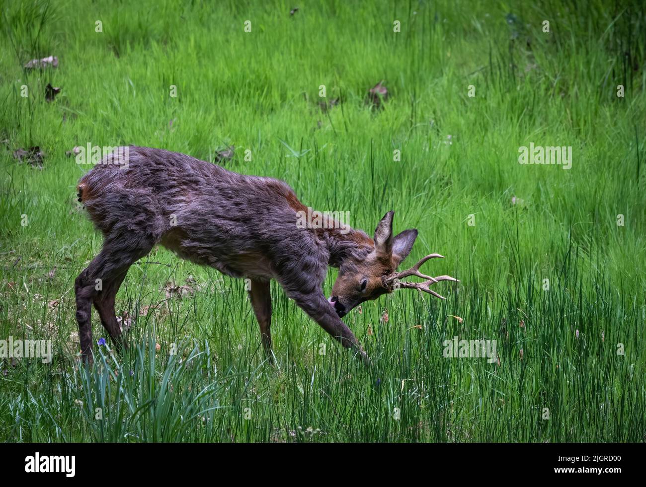 Ein Hirsch grast auf grünen Feldern Stockfoto