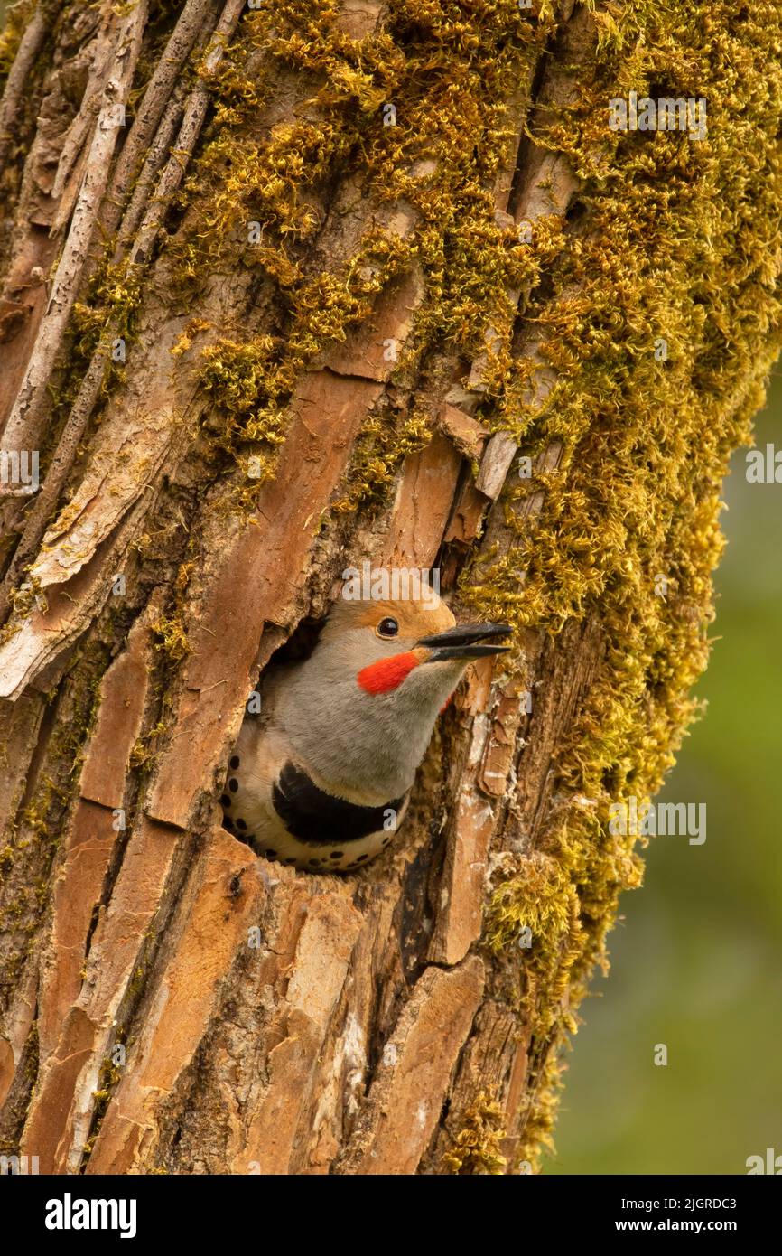 Nördliches Flimmern (Colaptes auratus) im Nestloch, Aumsville Ponds County Park, Linn County, Oregon Stockfoto