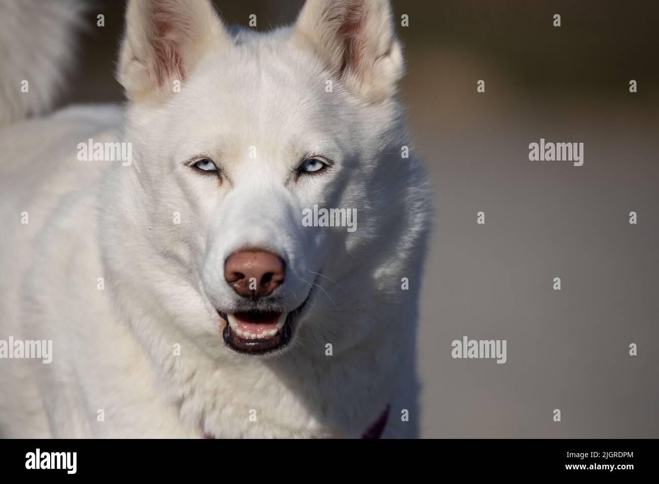 Ein süßer Husky Hund, der im Freien läuft Stockfoto