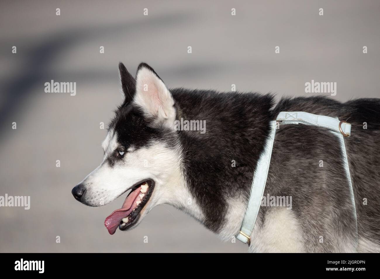 Ein süßer Husky Hund, der im Freien läuft Stockfoto
