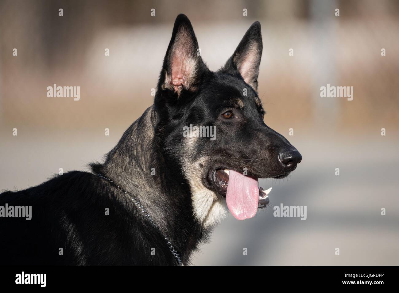 Ein Nahestehund eines Schäferhundes Stockfoto