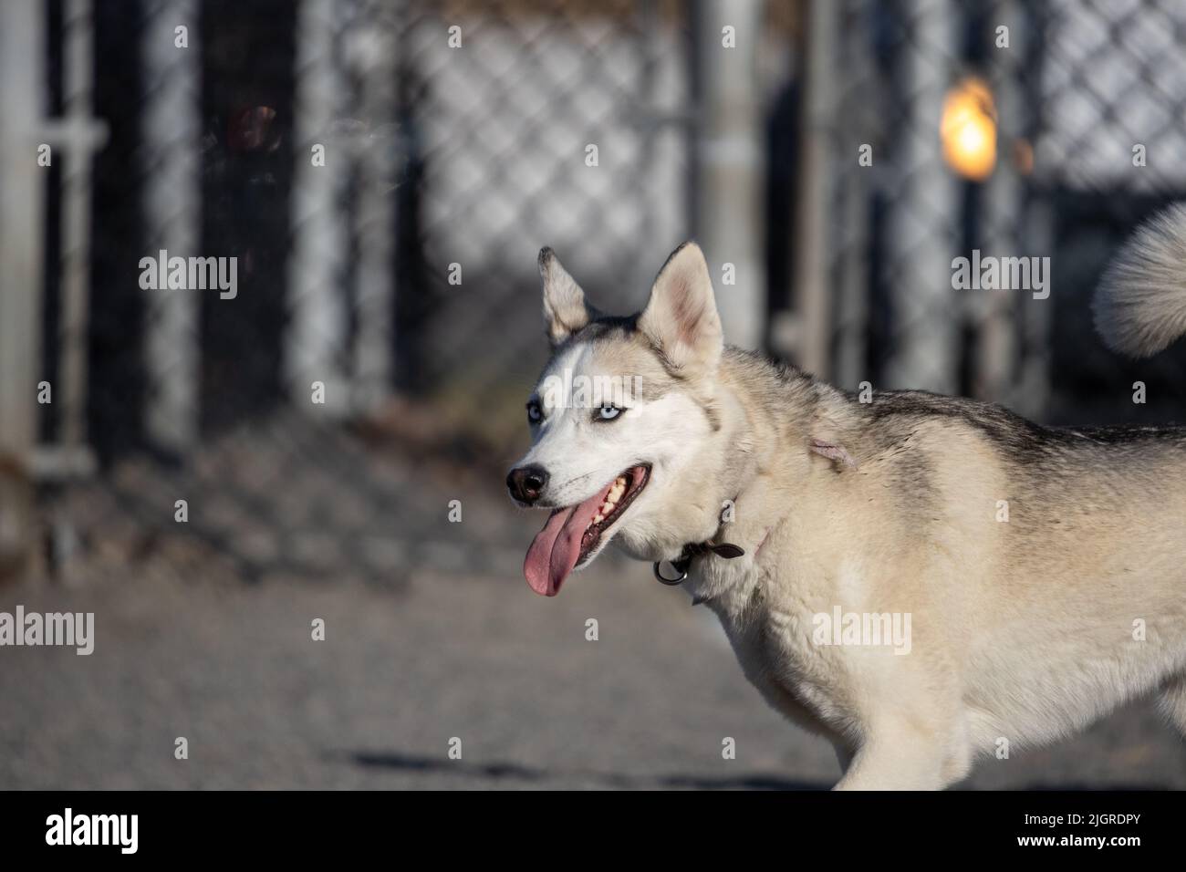Ein süßer Husky Hund, der im Freien läuft Stockfoto