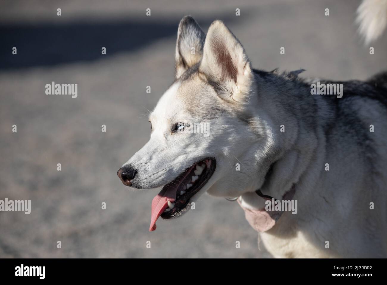 Ein Husky Dog, der im Freien läuft Stockfoto