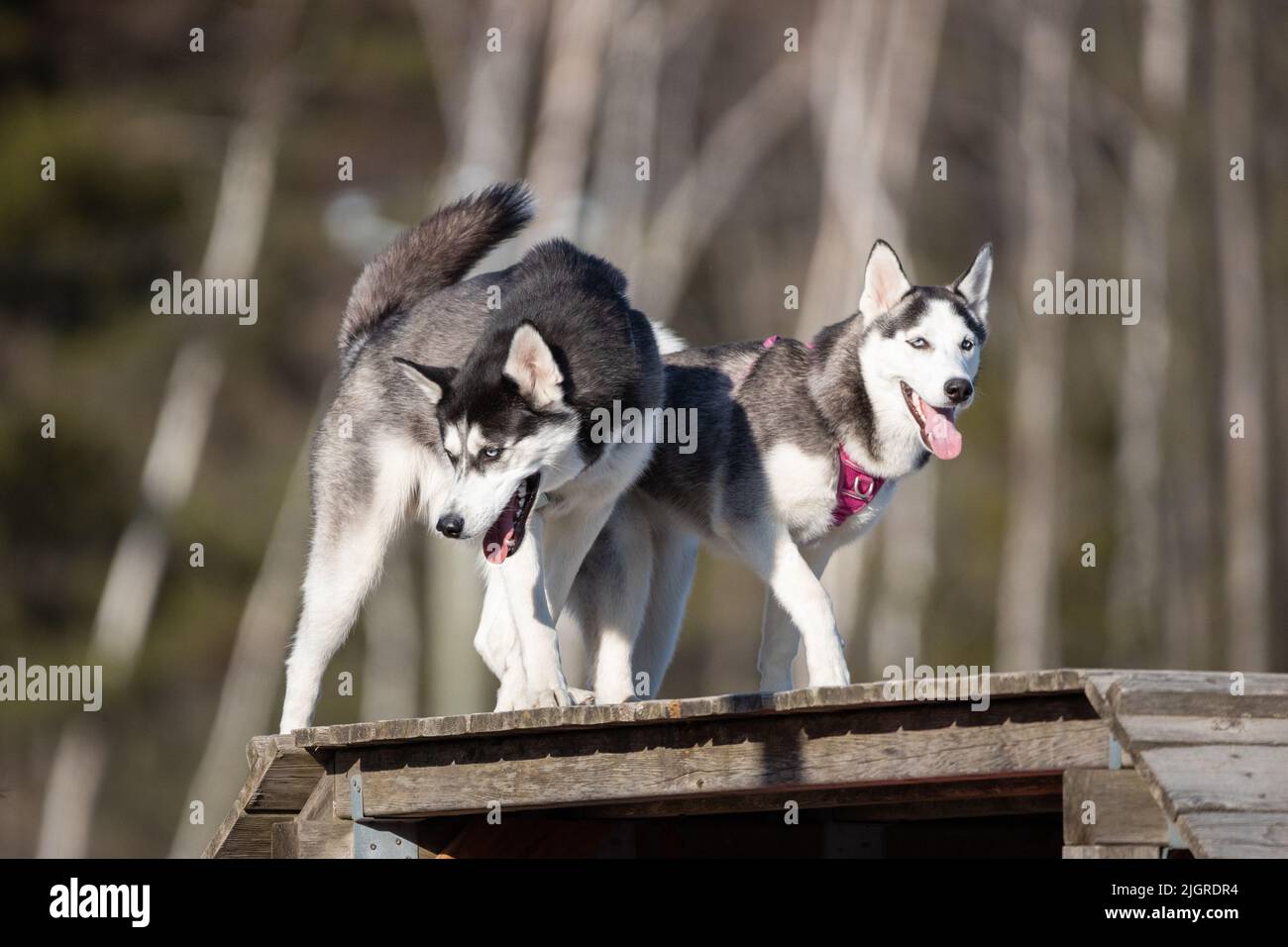Zwei niedliche Husky Hund zu Fuß im Freien Stockfoto