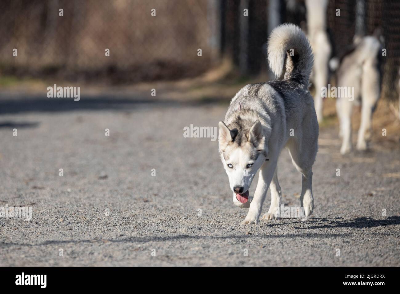 Ein süßer Husky Hund, der im Freien läuft Stockfoto