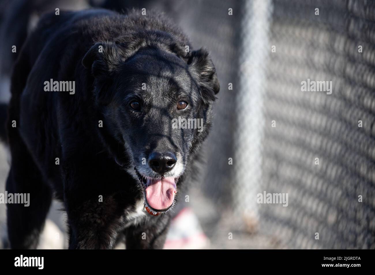 Ein schwarzer Hund, der im Freien läuft Stockfoto