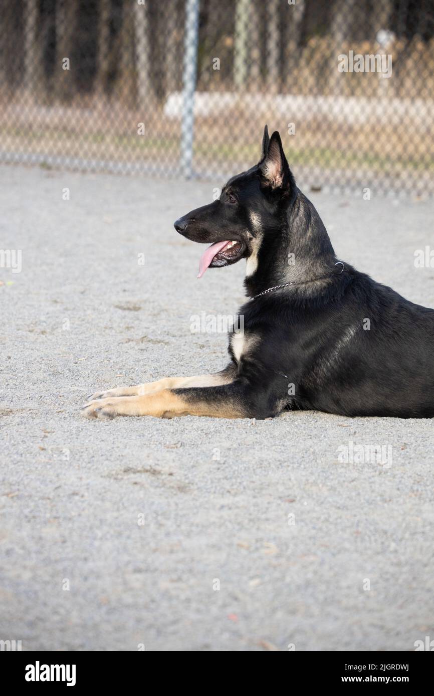 Ein Schäferhund sitzt im Freien Stockfoto