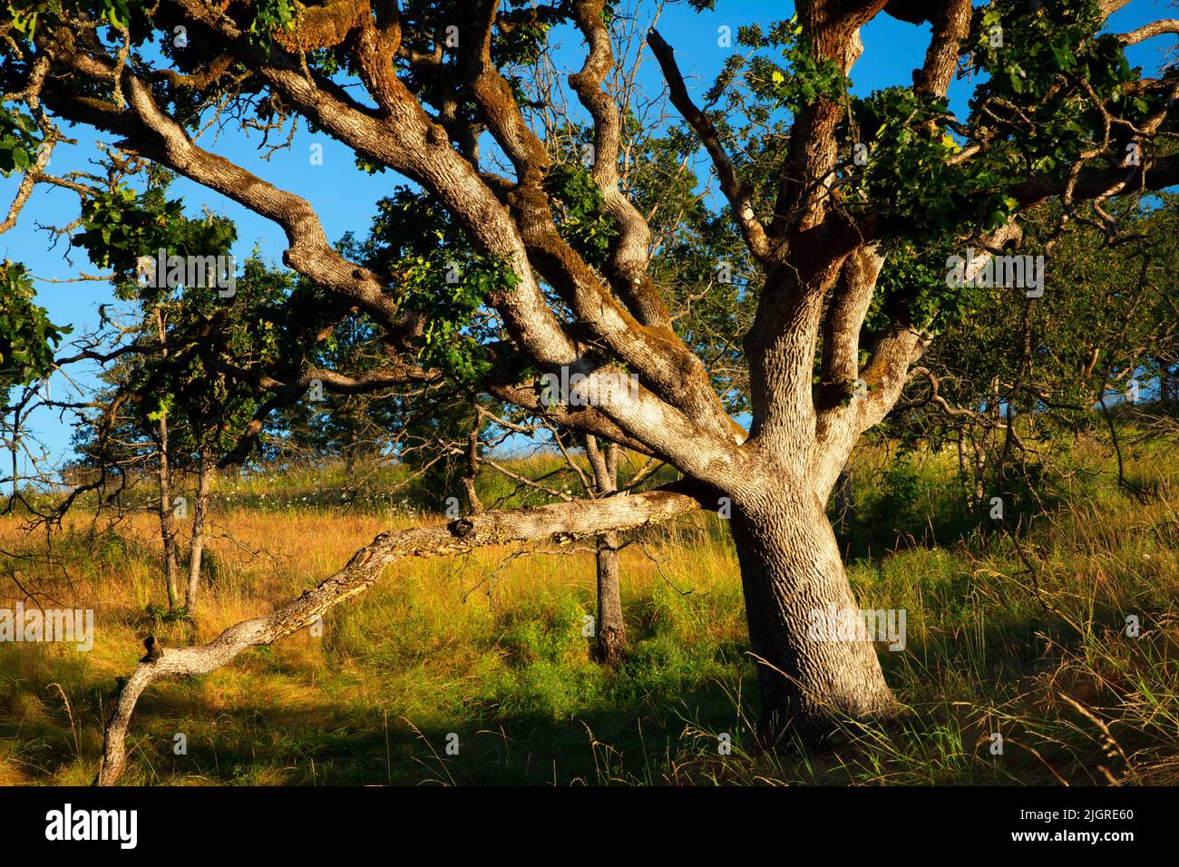 Oregon White Oak (Quercus garryana) auf Baskett Butte entlang des Rich Guadagno Memorial Trail, Baskett Slough National Wildlife Refuge, Oregon Stockfoto