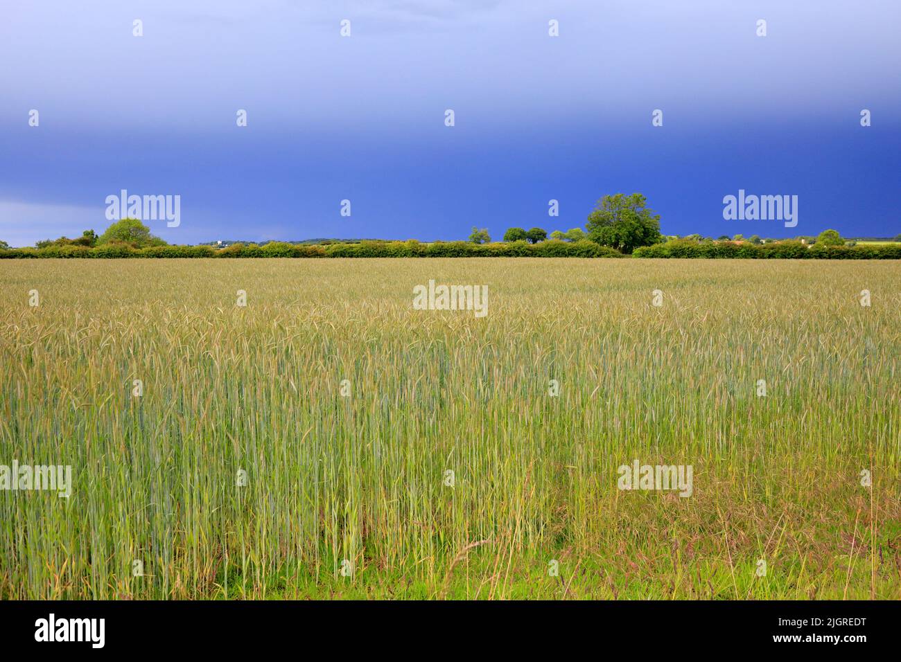 Weizenfeld in Great Bircham, Norfolk, England, Großbritannien. Stockfoto
