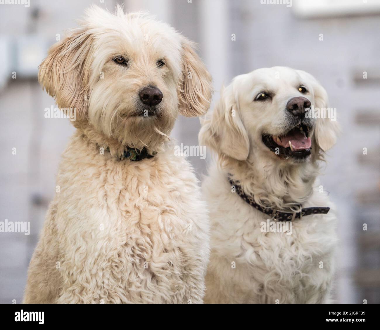 Golden Doodle und Golden Retriever sitzen im Gartenportrait. Stockfoto