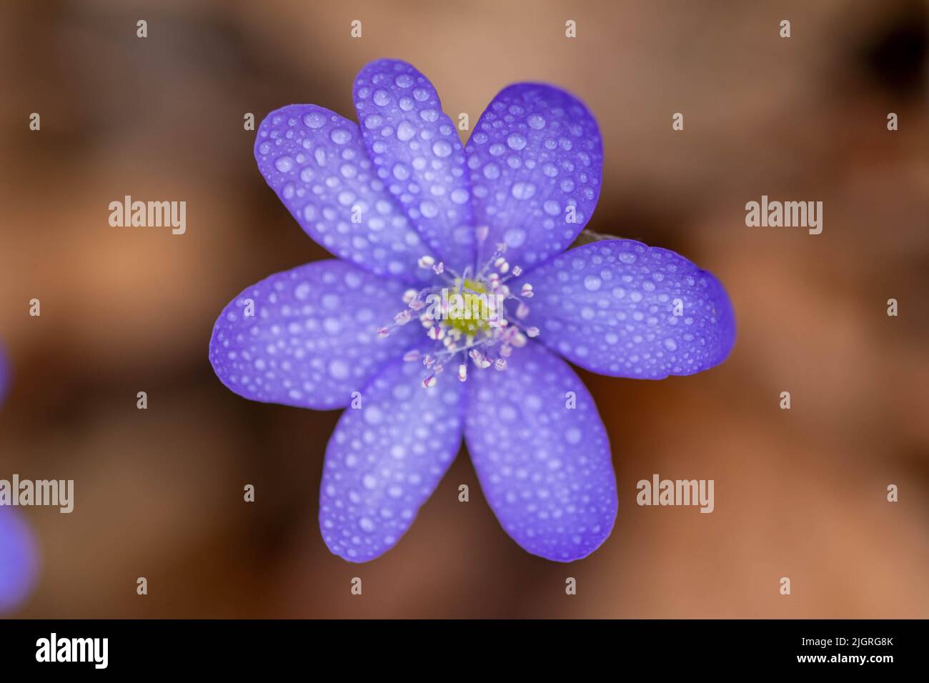 Eine Nahaufnahme der feuchten violetten Hepatica-Blume auf unscharfem Hintergrund Stockfoto