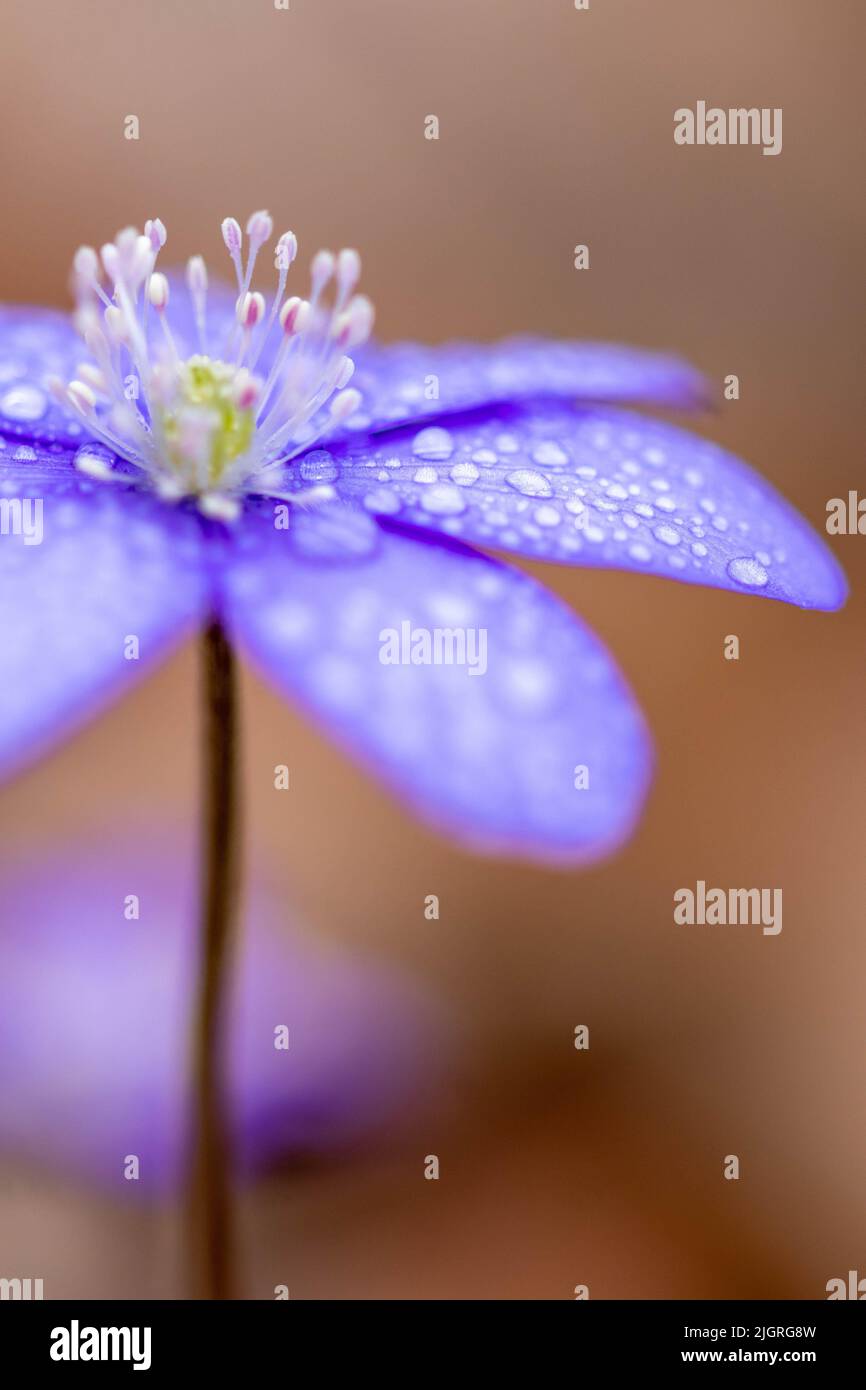 Eine vertikale Nahaufnahme der feuchten violetten Hepatica-Blume auf unscharfem Hintergrund Stockfoto