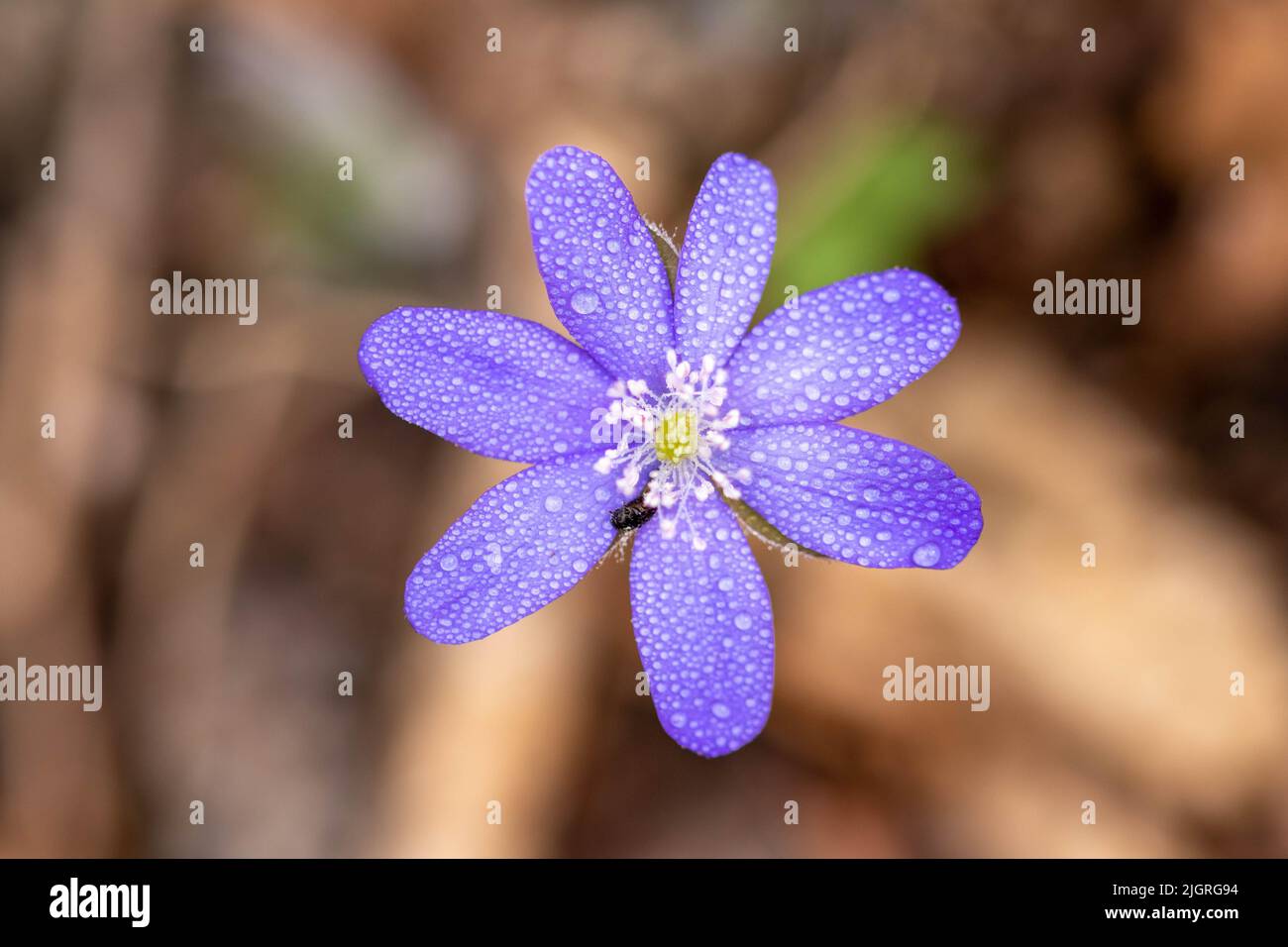 Eine Nahaufnahme der feuchten violetten Hepatica-Blume auf unscharfem Hintergrund Stockfoto