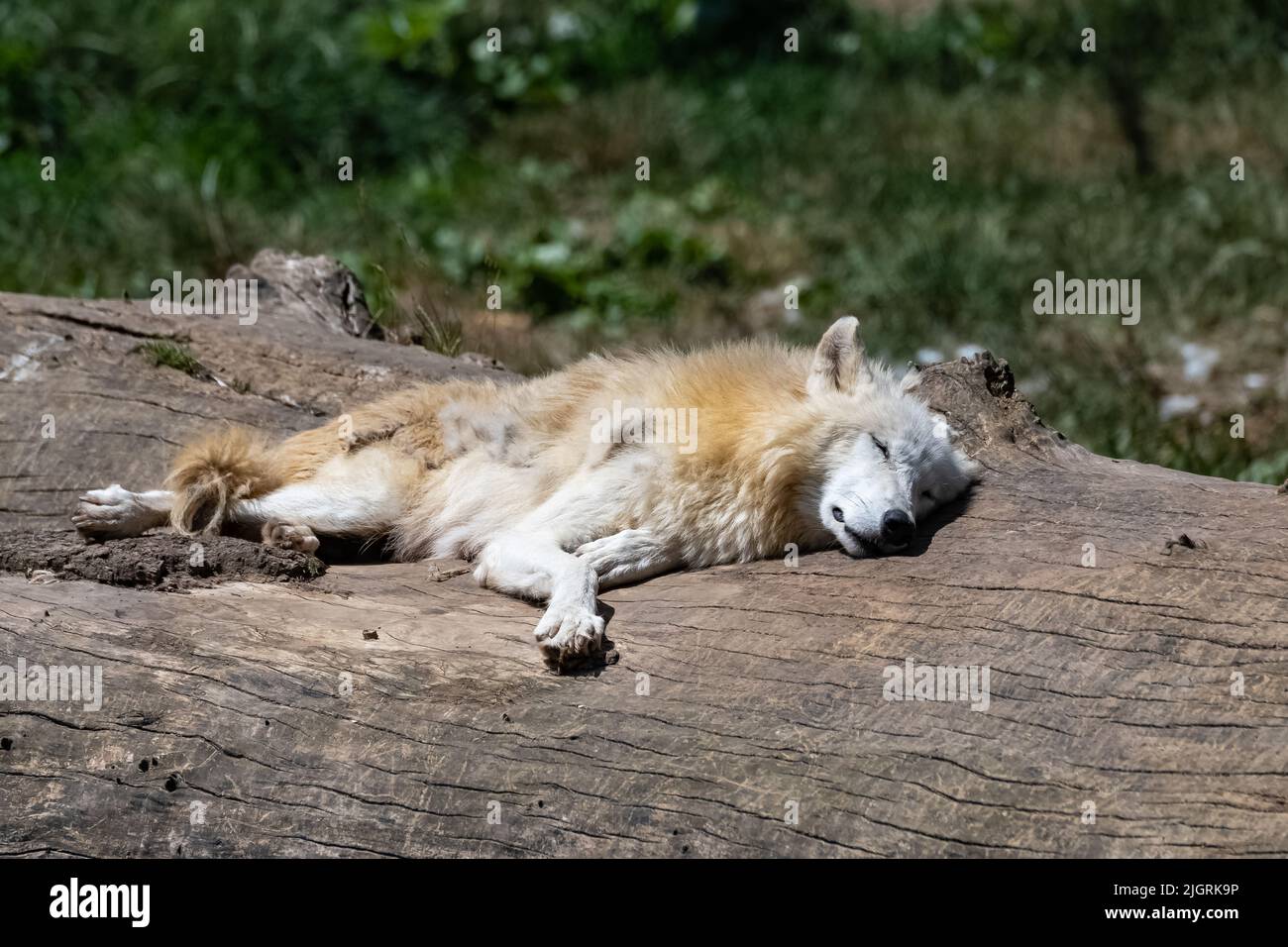 Ein weißer Wolf, erwachsener Rüde, der auf einem Baumstamm schläft Stockfoto