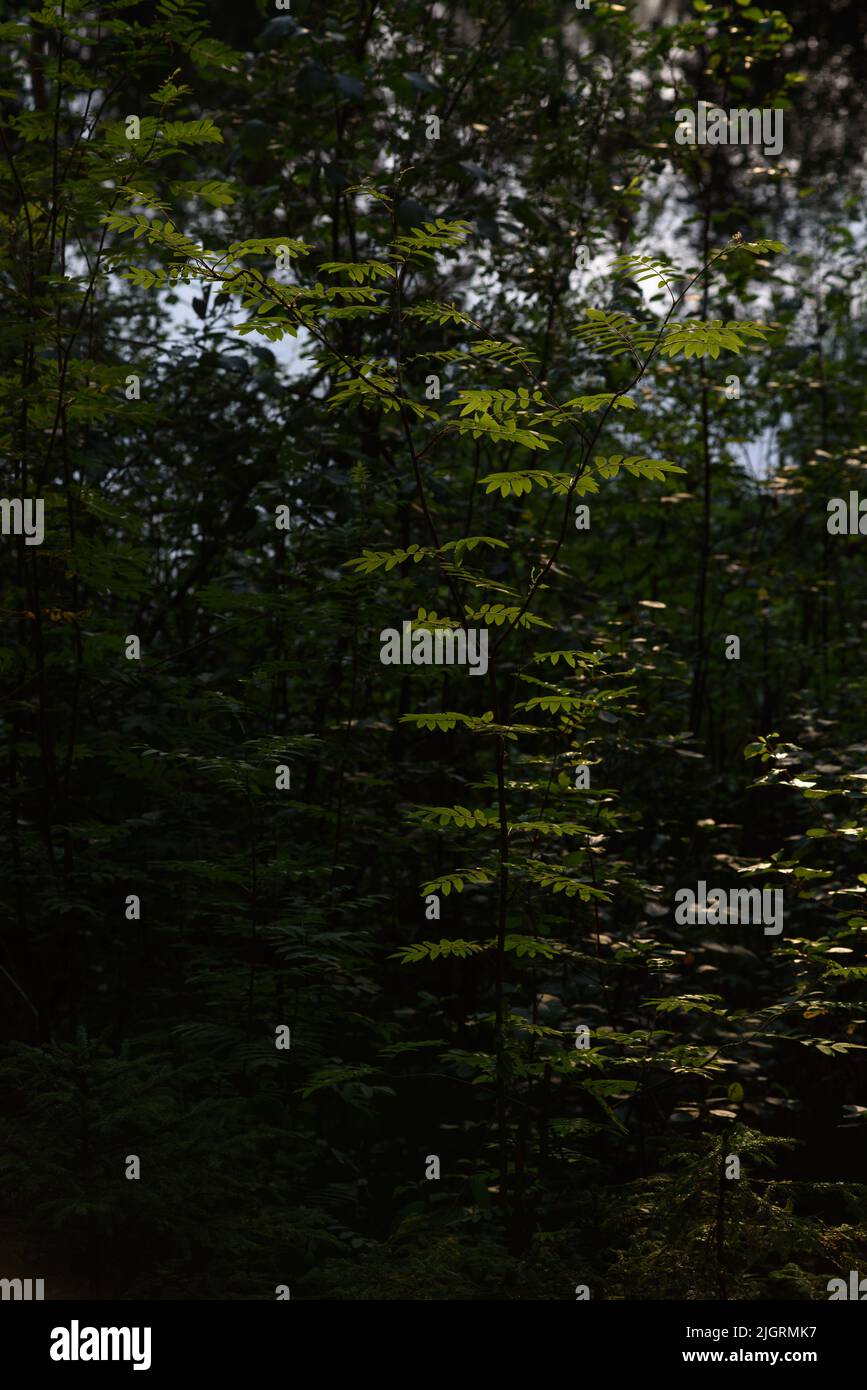 Sommerwald. Baumstämme, umgeben von grünen Blättern. Stockfoto