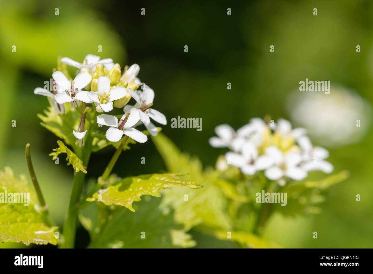 Nahaufnahme von Blumen auf einer Knoblauchsenf-Pflanze (Alliara petiolata) Stockfoto