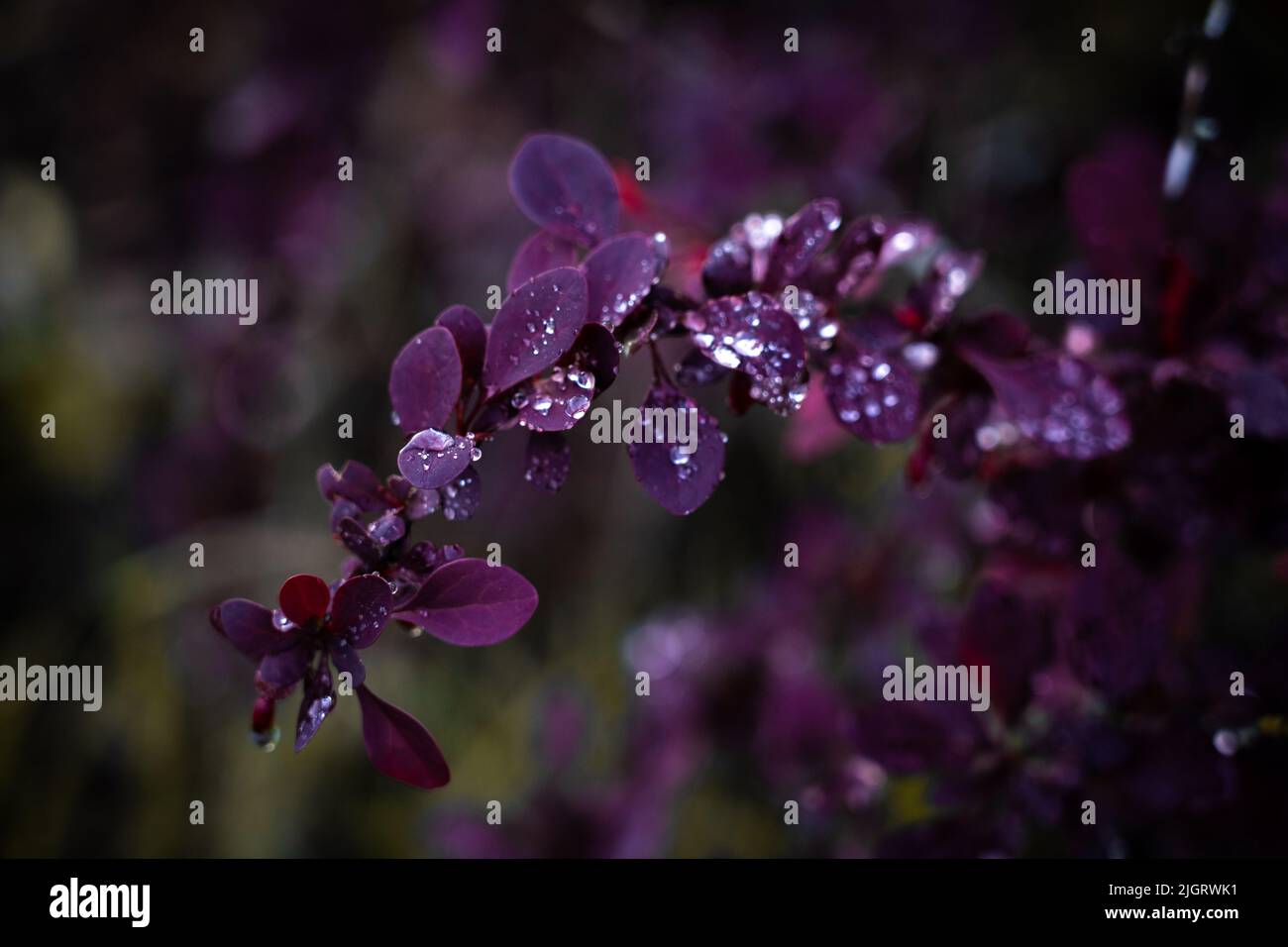 Eine Nahaufnahme von Tau-Tropfen auf braun-rot-violette Blätter Stockfoto