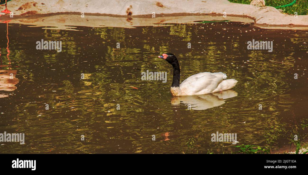 Ein anmutiger weißer Schwan mit schwarzem Hals schwimmt in einem Teich in Bojnice, Slowakei. Stockfoto