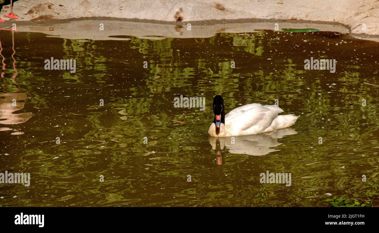 Ein anmutiger weißer Schwan mit schwarzem Hals schwimmt in einem Teich in Bojnice, Slowakei. Stockfoto