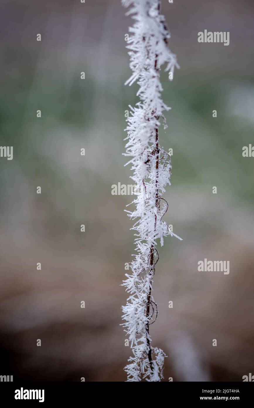 Nahaufnahme eines kleinen Zweiges im Winter, umgeben von Eiskristallen und einem verschwommenen Hintergrund Stockfoto