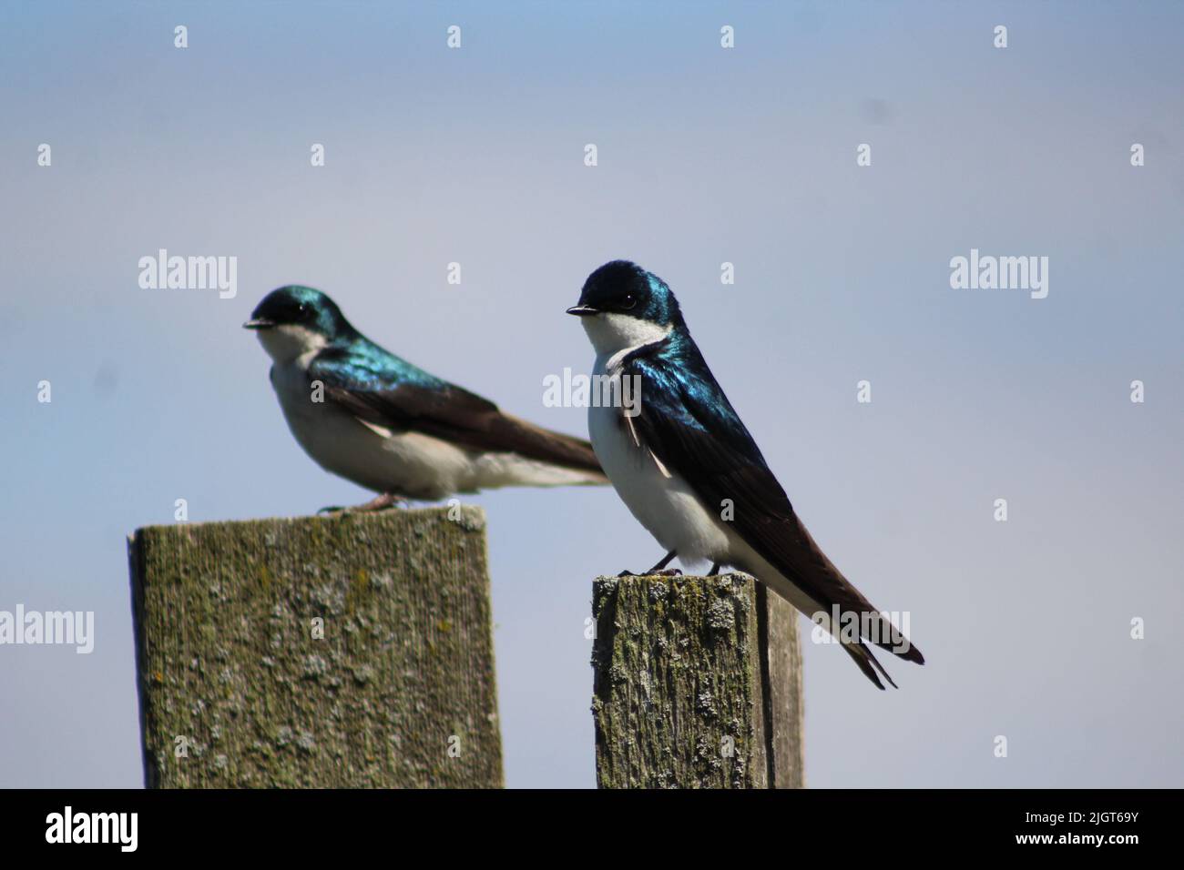 Baumschwalben Sitzen Auf Der Post Stockfoto