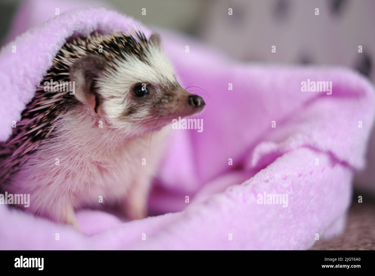 Wütend Igel.Emotionen der Tiere.Igel in einem Handtuch. Afrikanische Pygmäe Igel .stacheliges Haustier. Stockfoto