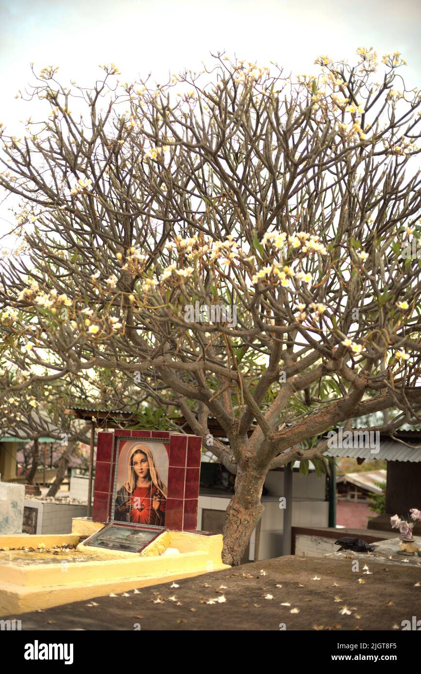 Bild der Mutter Maria hinter dem Grabstein eines Grabes unter einem Plumeria-Baum, auf dem katholischen Friedhof in der Nähe der Kirche Santo Petrus-Paulus in Lamalera, Wulandoni, Lembata, Ost-Nusa Tenggara, Indonesien. Stockfoto