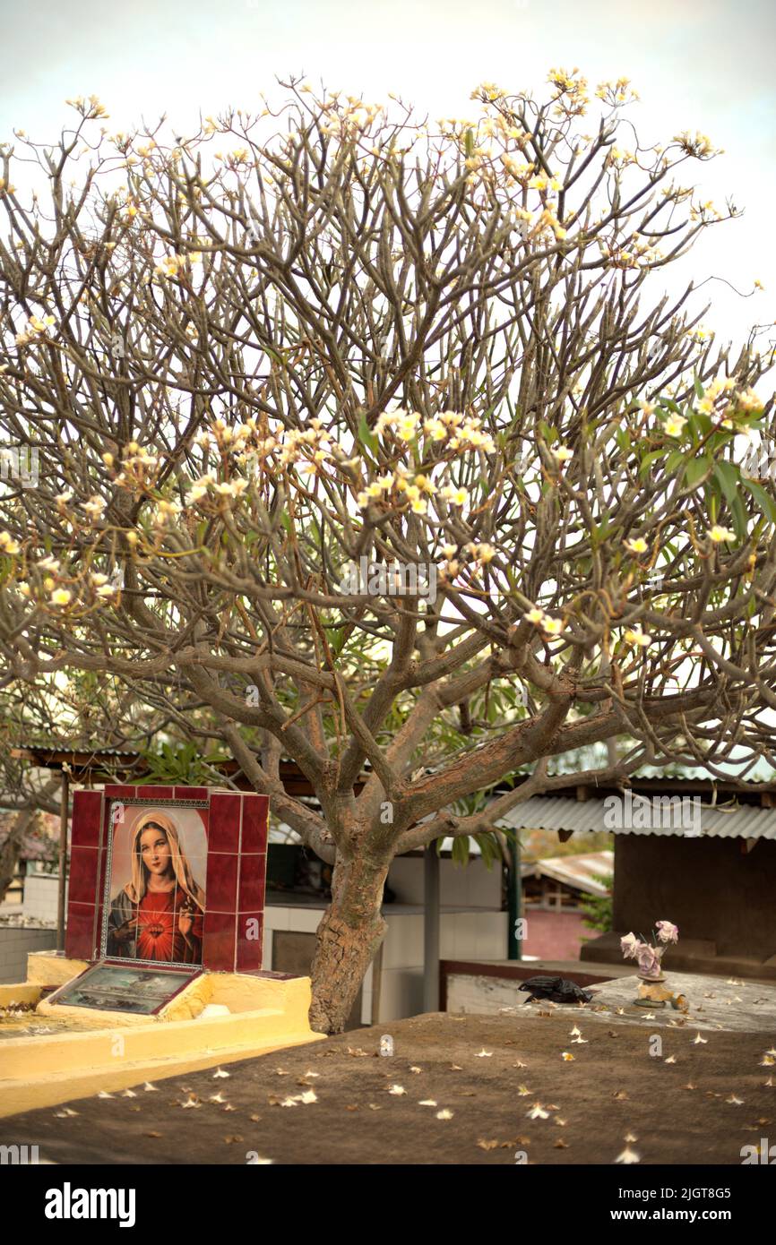 Bild der Mutter Maria hinter dem Grabstein eines Grabes unter einem Plumeria-Baum, auf dem katholischen Friedhof in der Nähe der Kirche Santo Petrus-Paulus in Lamalera, Wulandoni, Lembata, Ost-Nusa Tenggara, Indonesien. Stockfoto