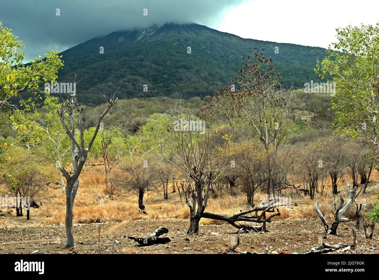 Tote Bäume auf trockener Landschaft am Fuße des Mount Lewotolok in Lembata, East Nusa Tenggara, Indonesien. Stockfoto