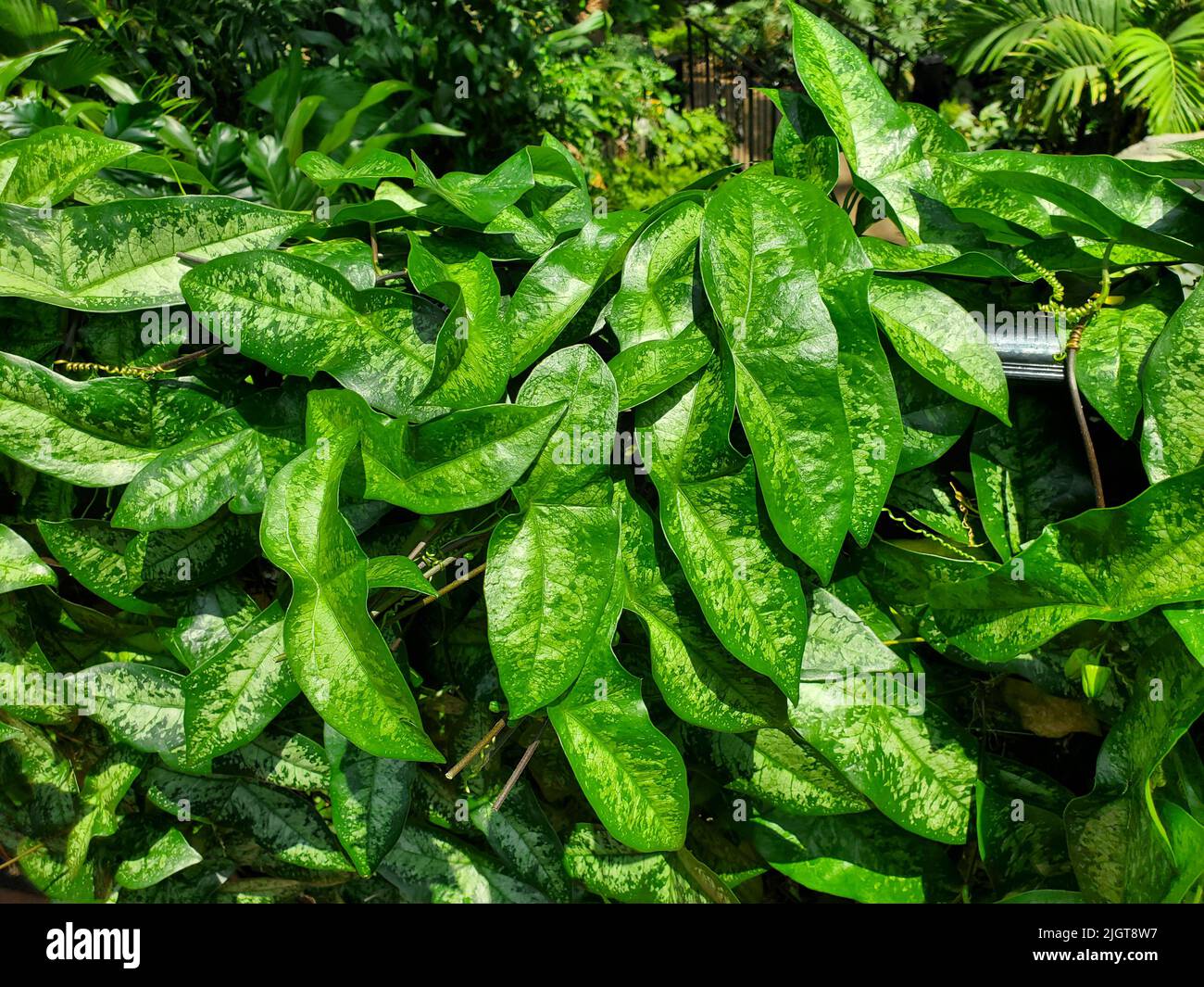 Schönes, buntes Blatt der Passiflora coriacea, einer Kletterpflanze Stockfoto