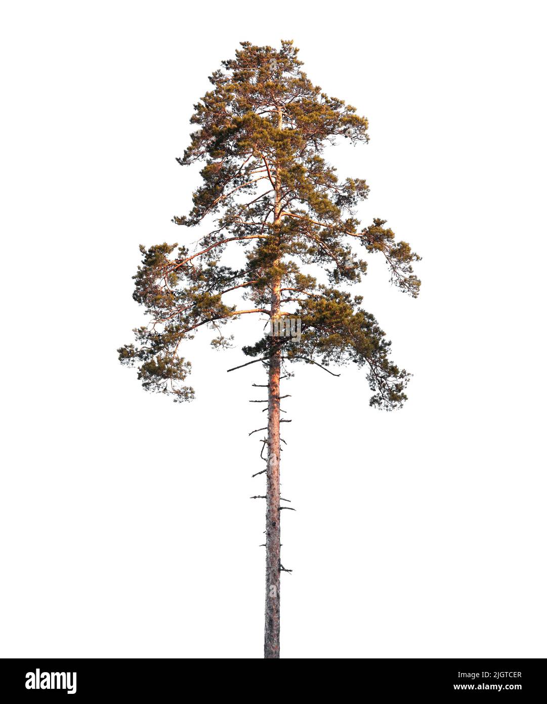 Hoher Kiefernbaum isoliert auf weißem Hintergrund, natürliche Fototextur Stockfoto