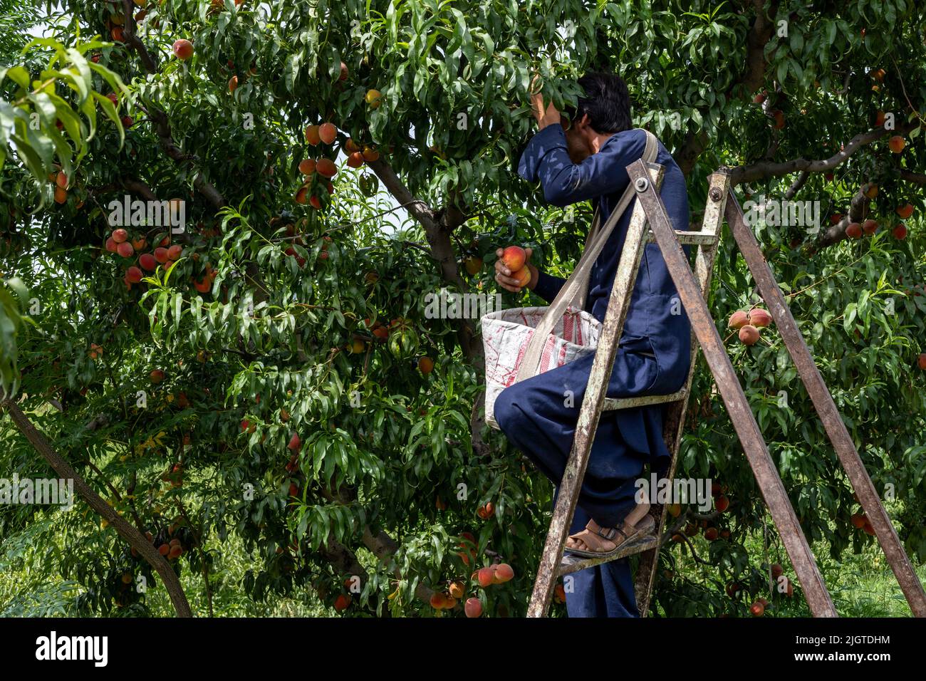 Mann, der in einer Pfirsichfruchtfarm arbeitet und Pfirsiche von Bäumen erntet Stockfoto