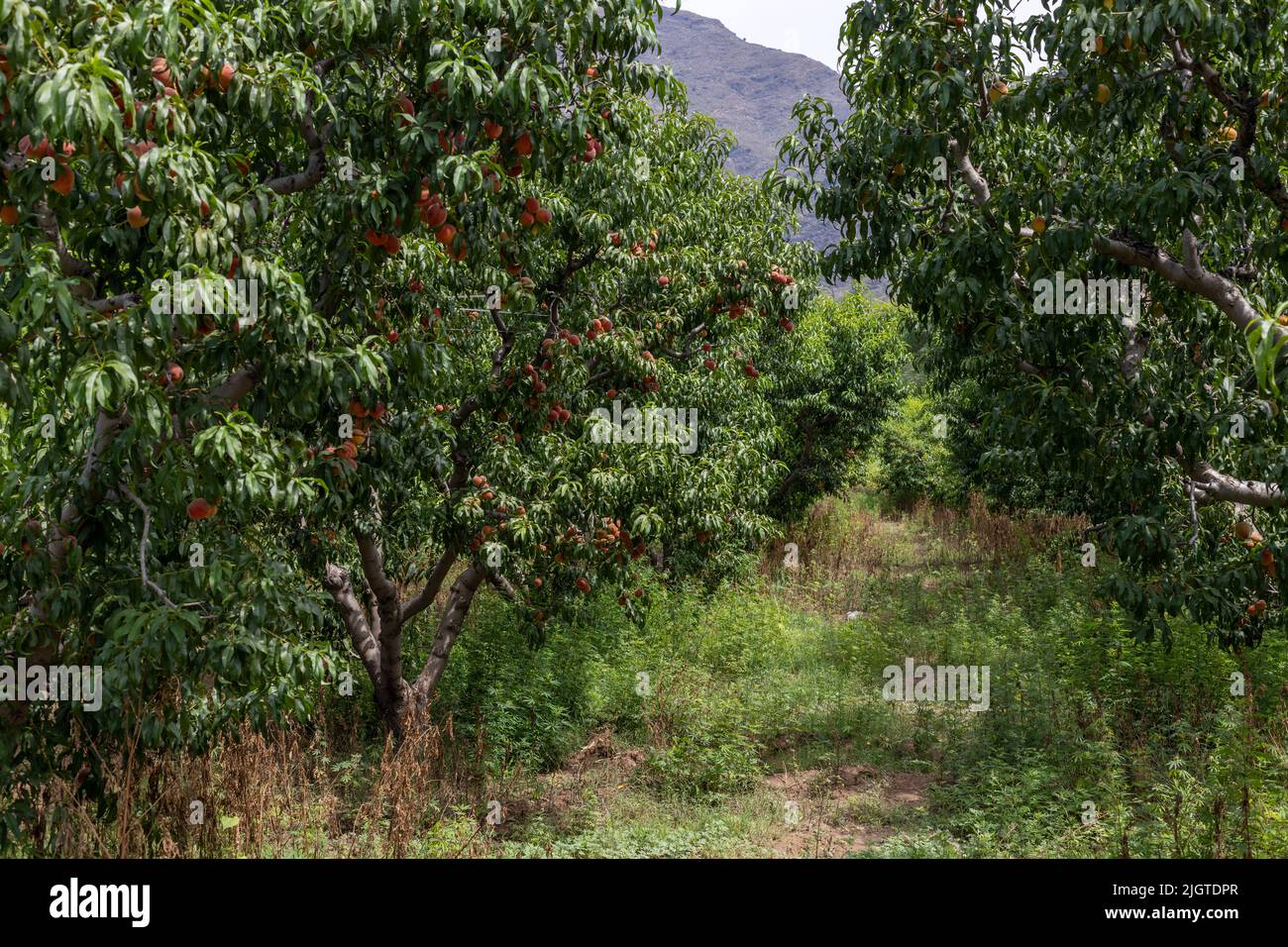 Pfirsich-Obstgarten voller Früchte im swat-Tal, Pakistan Stockfoto