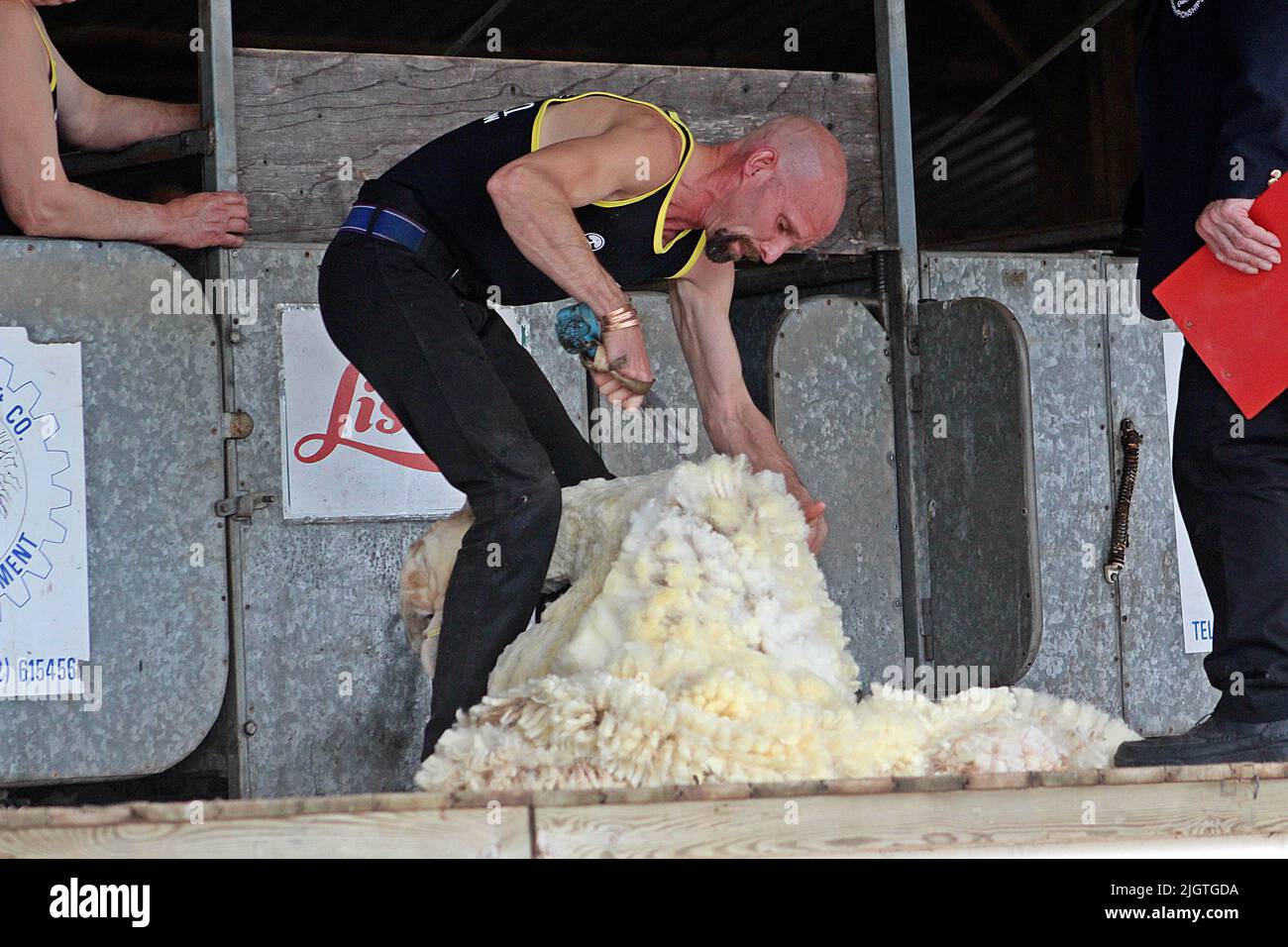 EXETER, DEVON - 18. MAI 2017 Devon County Agricultural Show - Sheep Shearing Wettbewerb (Handscheren) stehend Stockfoto