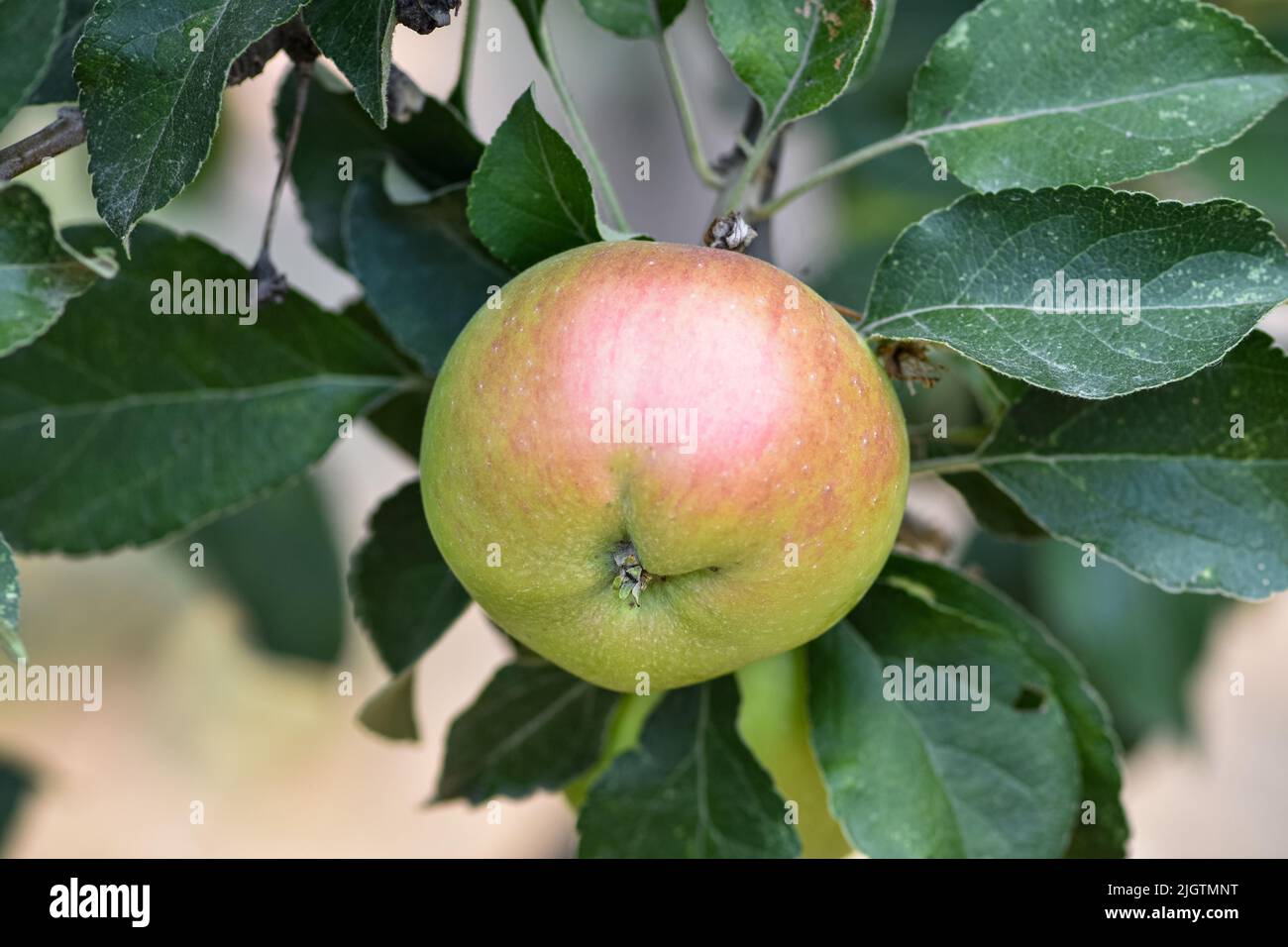 Frische reife Äpfel auf den Ästen in einem heimischen Obstgarten Stockfoto