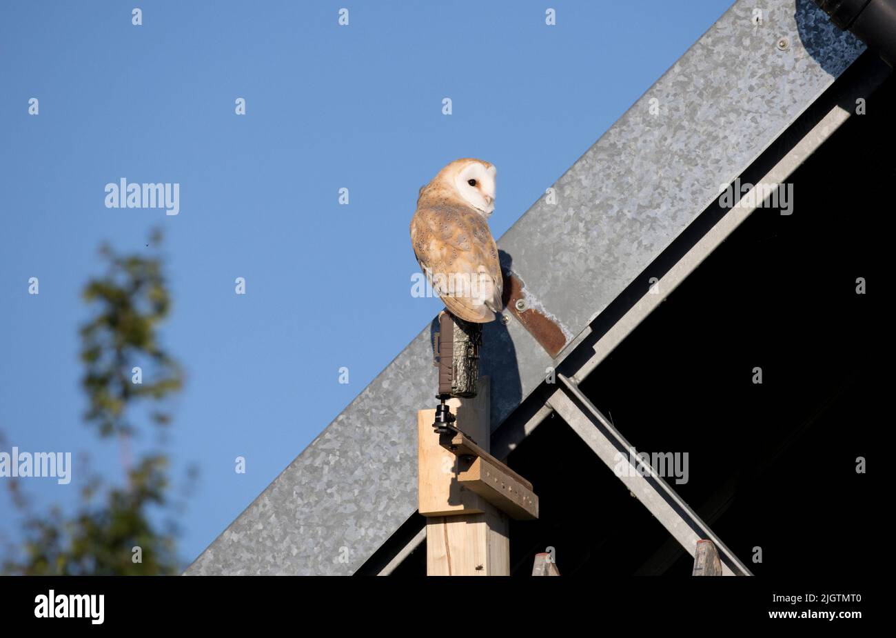 Barn Eule Tyto alba Barching auf Browning Trail Kamera um etwa 0620 Uhr Aufsetzen, um Nachtbewegungen auf der Colemans Hill Farm Mickleton in The Cot aufzuzeichnen Stockfoto